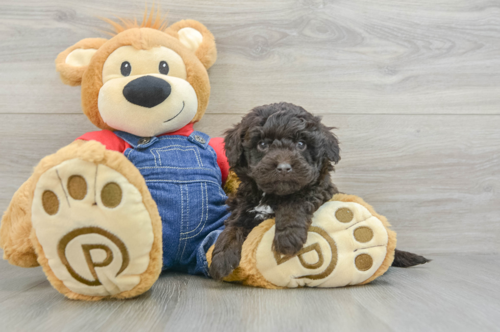 6 week old Mini Goldendoodle Puppy For Sale - Lone Star Pups