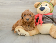 7 week old Mini Goldendoodle Puppy For Sale - Lone Star Pups