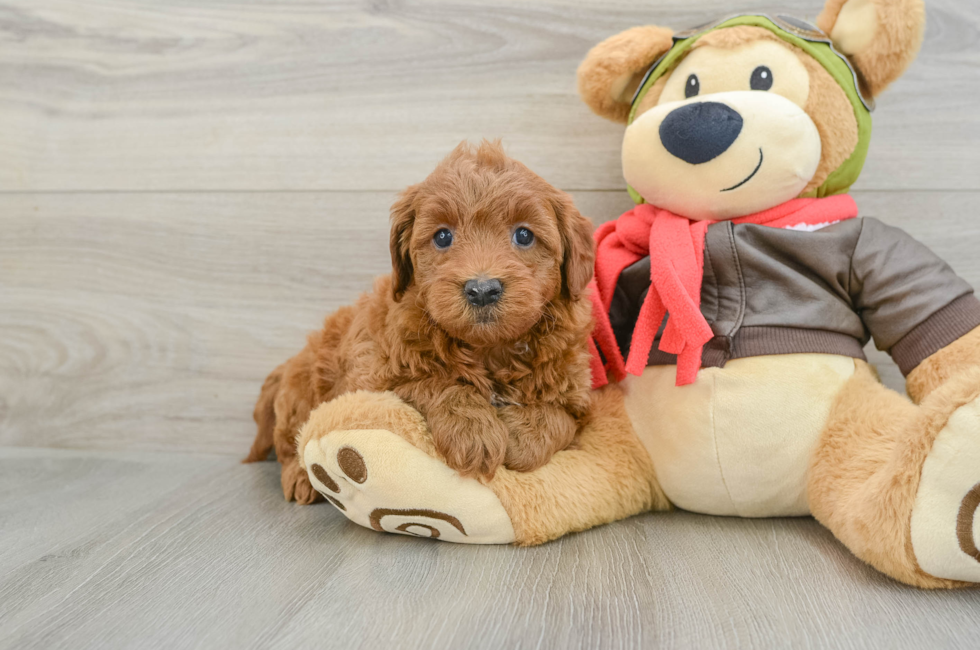 5 week old Mini Goldendoodle Puppy For Sale - Lone Star Pups