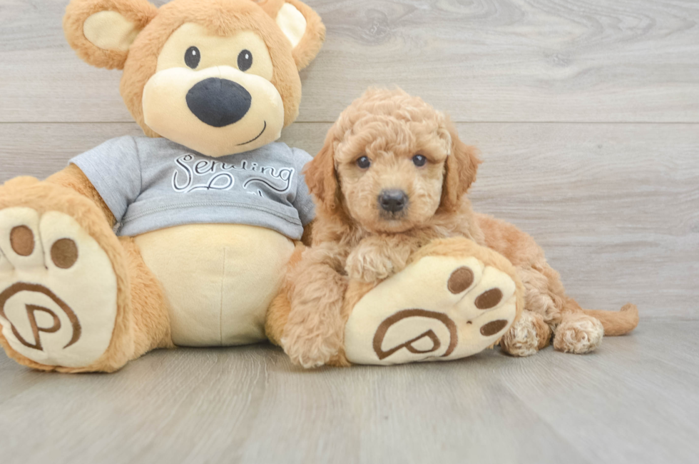 6 week old Mini Goldendoodle Puppy For Sale - Lone Star Pups