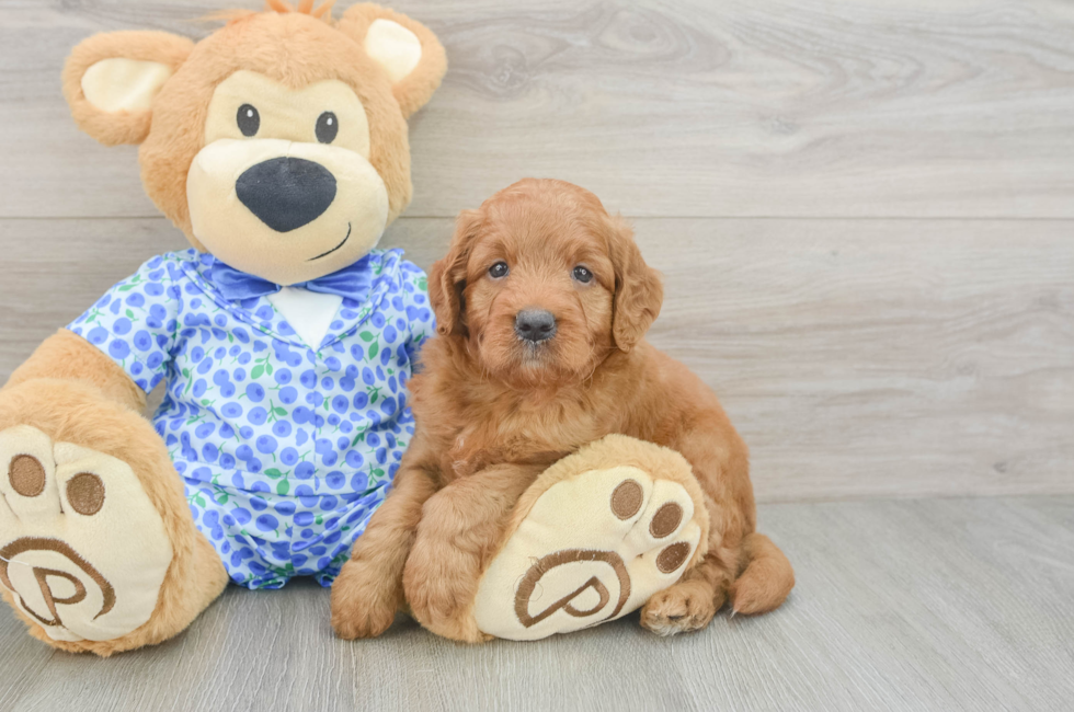5 week old Mini Goldendoodle Puppy For Sale - Lone Star Pups