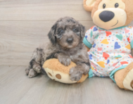 5 week old Mini Goldendoodle Puppy For Sale - Lone Star Pups