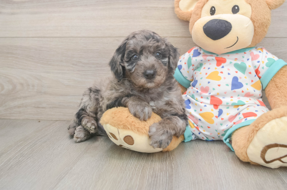 5 week old Mini Goldendoodle Puppy For Sale - Lone Star Pups