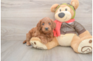 Mini Goldendoodle Puppy for Adoption
