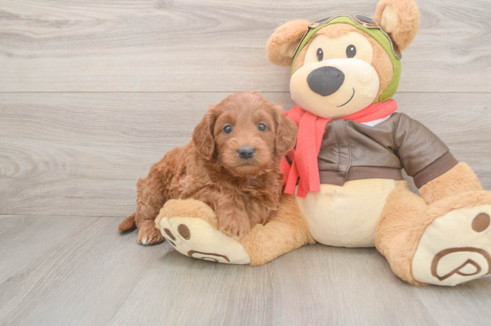 5 week old Mini Goldendoodle Puppy For Sale - Lone Star Pups