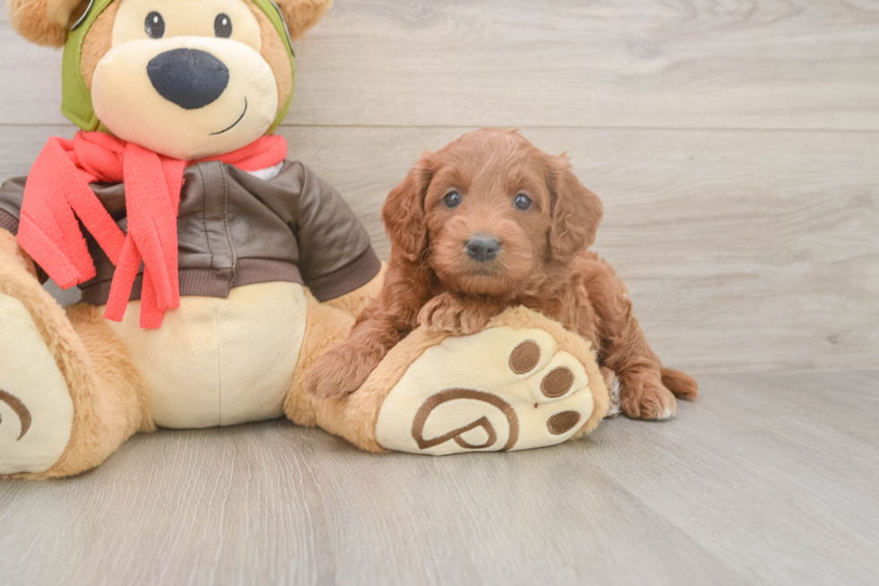 Best Mini Goldendoodle Baby