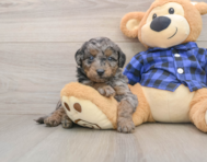 8 week old Mini Goldendoodle Puppy For Sale - Lone Star Pups