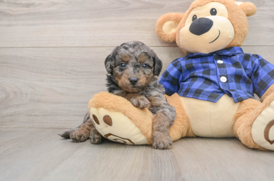 Energetic Golden Doodle Poodle Mix Puppy