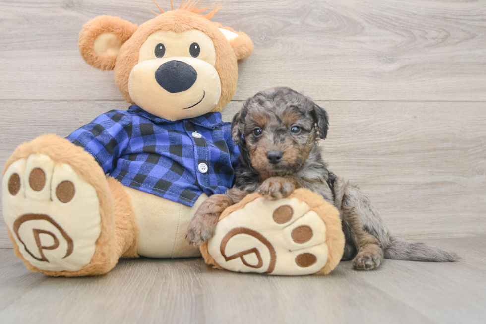 Best Mini Goldendoodle Baby