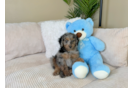 Cute Mini Goldendoodle Baby