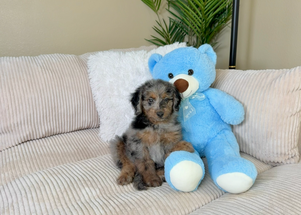 Cute Mini Goldendoodle Baby