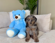 9 week old Mini Goldendoodle Puppy For Sale - Lone Star Pups