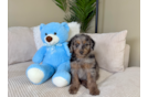 Mini Goldendoodle Puppy for Adoption
