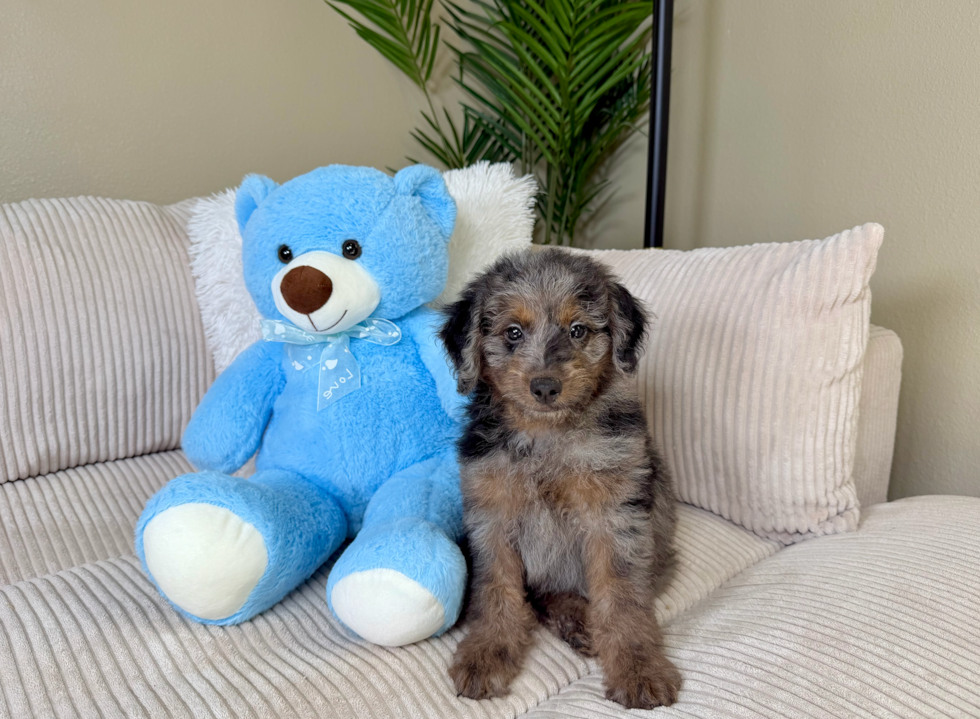 Mini Goldendoodle Puppy for Adoption
