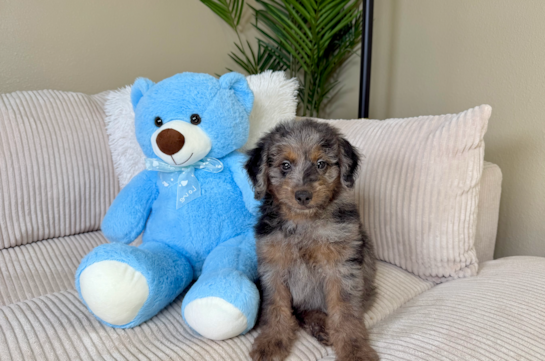 Mini Goldendoodle Puppy for Adoption