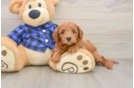 Mini Goldendoodle Pup Being Cute