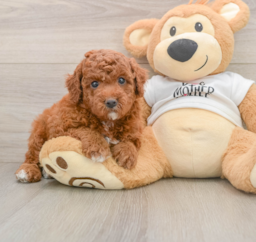 6 week old Mini Goldendoodle Puppy For Sale - Lone Star Pups