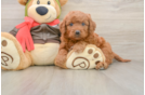 Best Mini Goldendoodle Baby