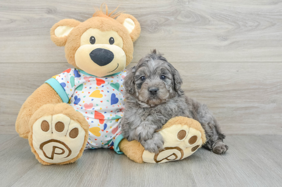 5 week old Mini Goldendoodle Puppy For Sale - Lone Star Pups