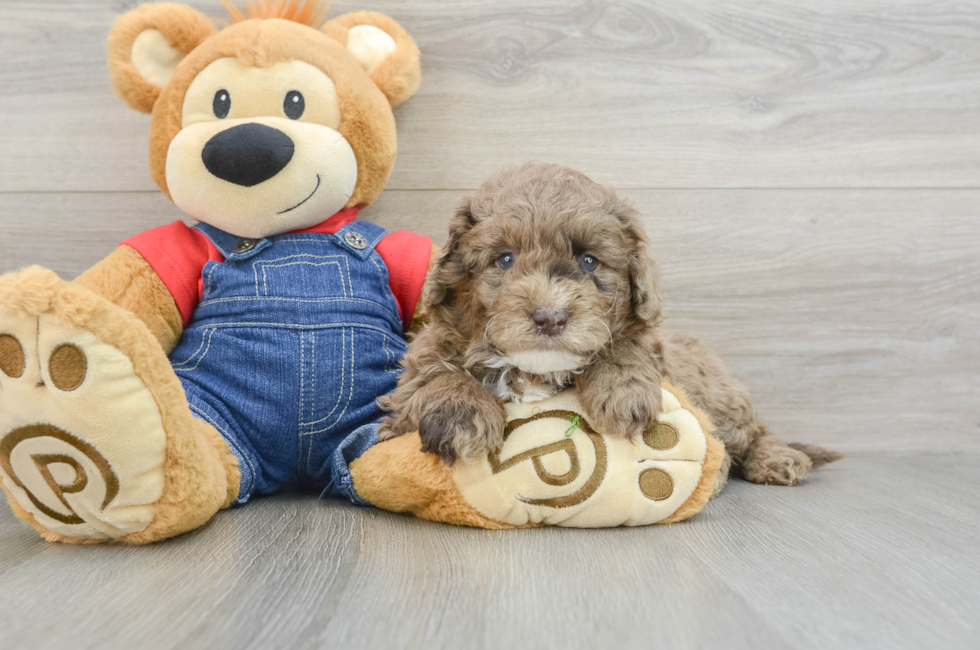 6 week old Mini Goldendoodle Puppy For Sale - Lone Star Pups