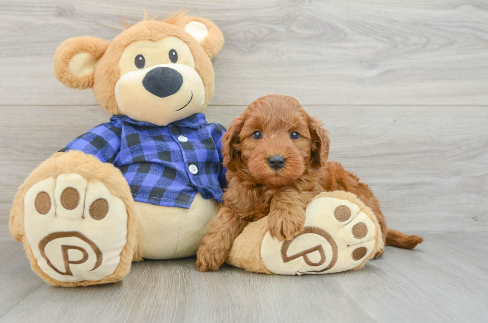 6 week old Mini Goldendoodle Puppy For Sale - Lone Star Pups