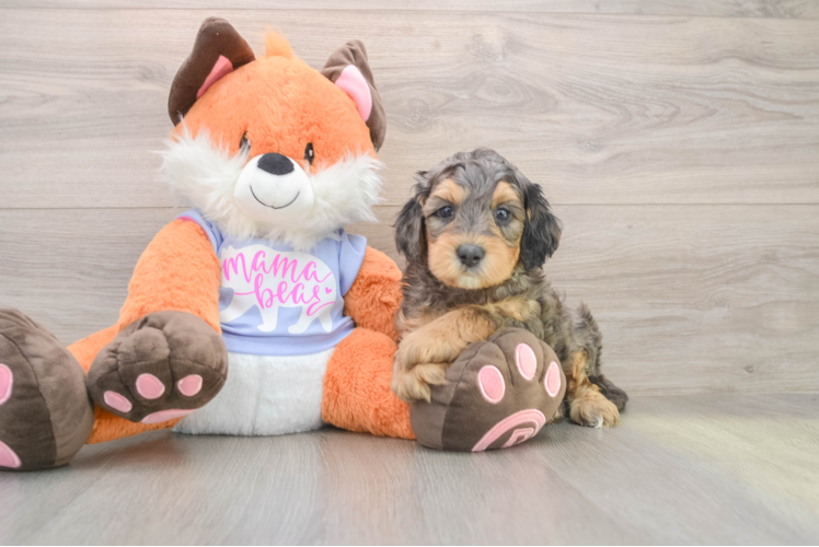 Sweet Mini Goldendoodle Baby