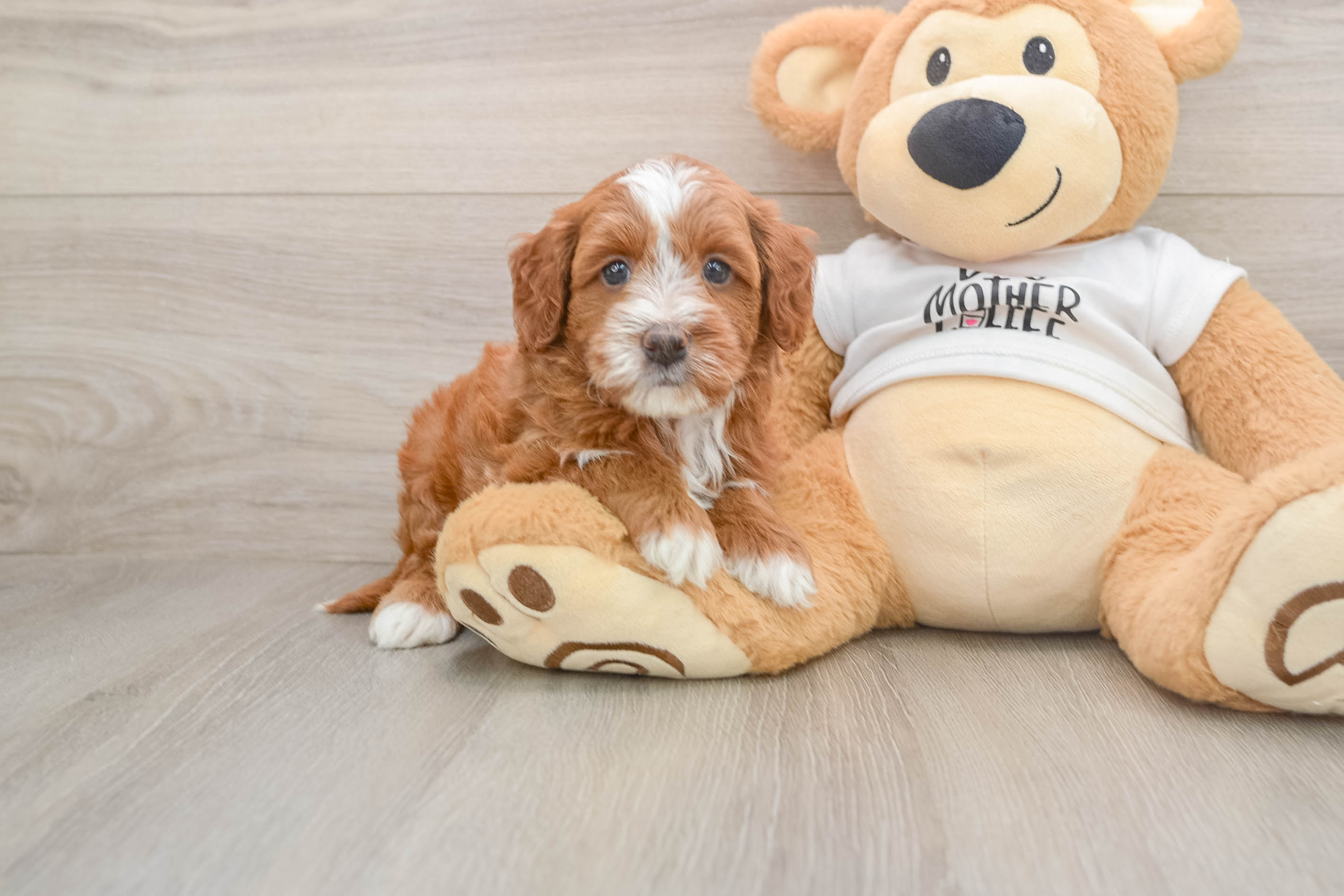 Mini Goldendoodle Pup Being Cute