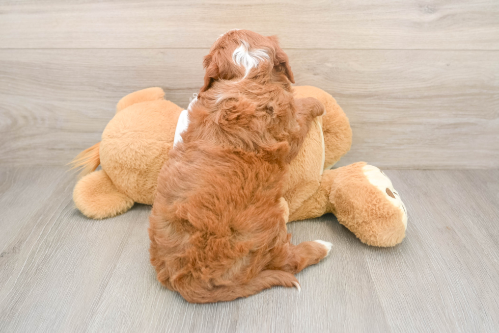 Best Mini Goldendoodle Baby