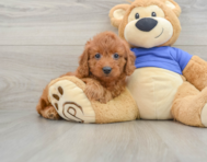 7 week old Mini Goldendoodle Puppy For Sale - Lone Star Pups