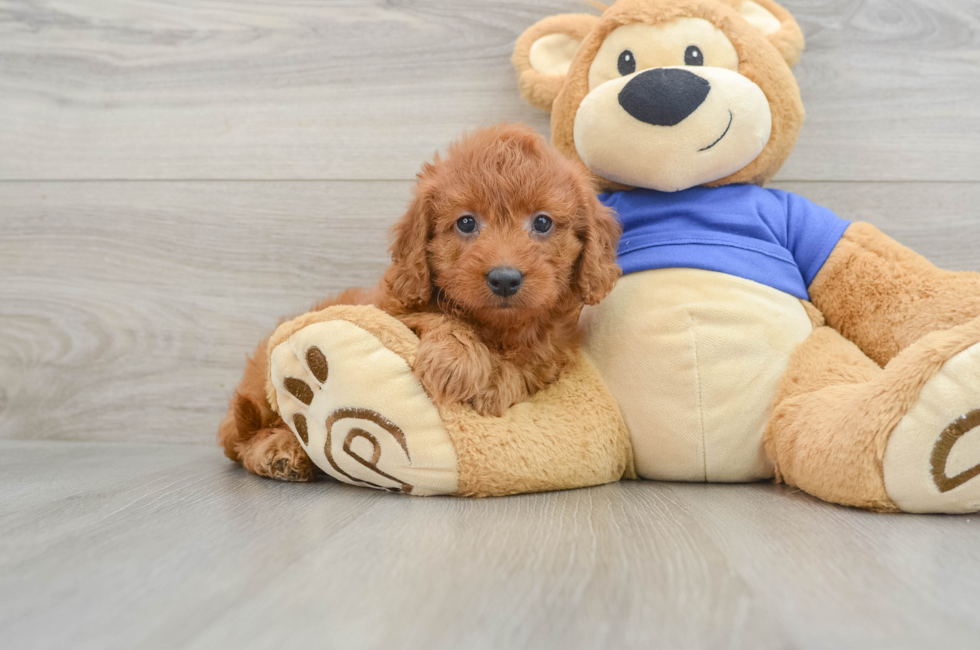 7 week old Mini Goldendoodle Puppy For Sale - Lone Star Pups