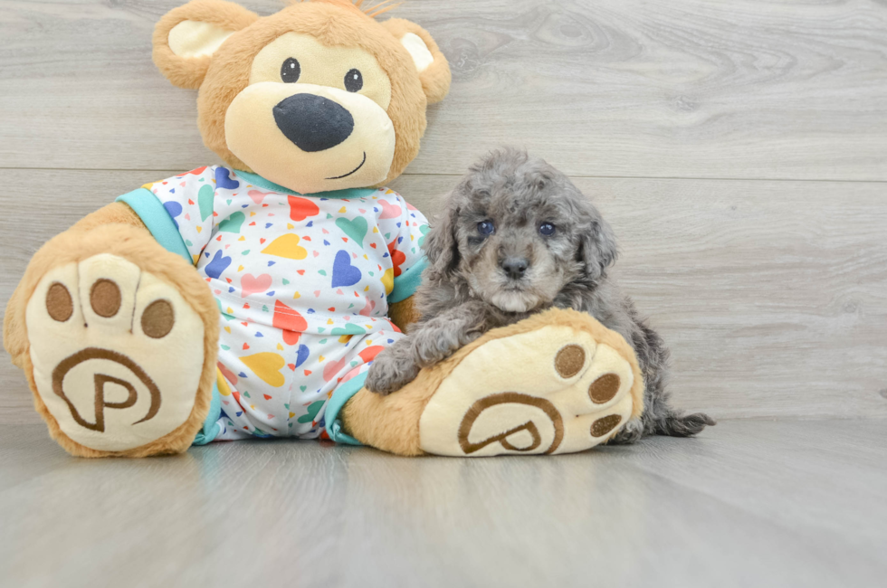 5 week old Mini Goldendoodle Puppy For Sale - Lone Star Pups