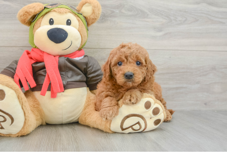 Sweet Mini Goldendoodle Baby