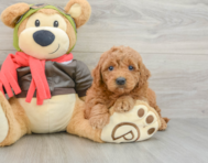 7 week old Mini Goldendoodle Puppy For Sale - Lone Star Pups