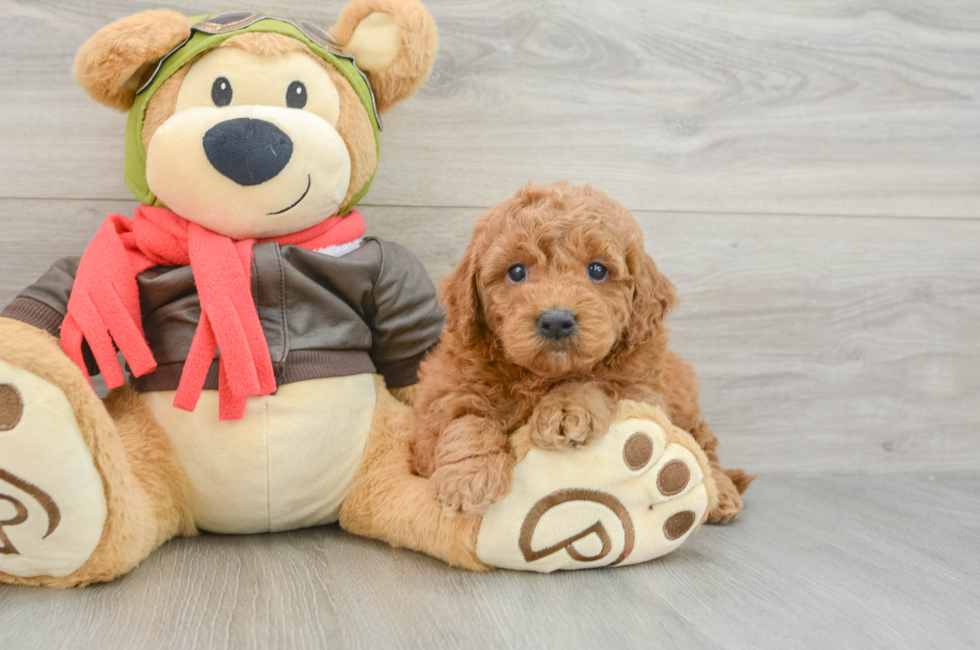5 week old Mini Goldendoodle Puppy For Sale - Lone Star Pups