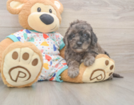6 week old Mini Goldendoodle Puppy For Sale - Lone Star Pups