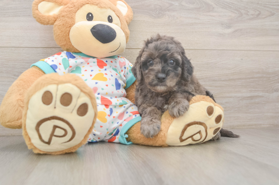 5 week old Mini Goldendoodle Puppy For Sale - Lone Star Pups