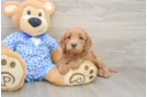 Mini Goldendoodle Puppy for Adoption