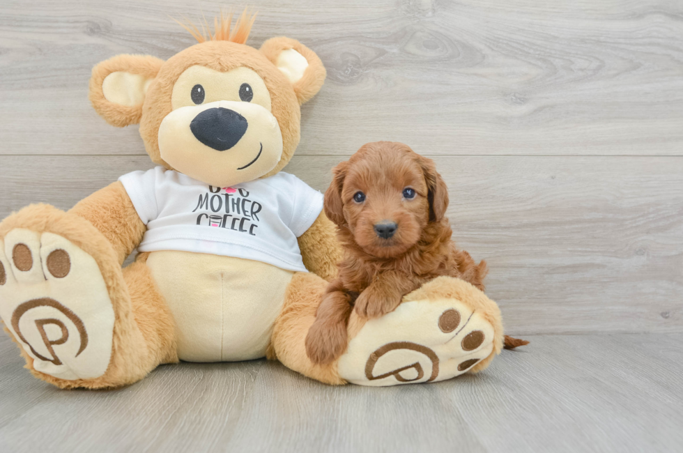 5 week old Mini Goldendoodle Puppy For Sale - Lone Star Pups