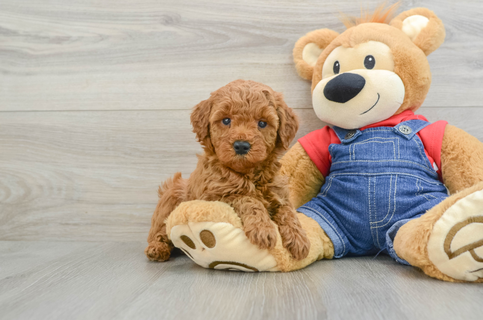 7 week old Mini Goldendoodle Puppy For Sale - Lone Star Pups