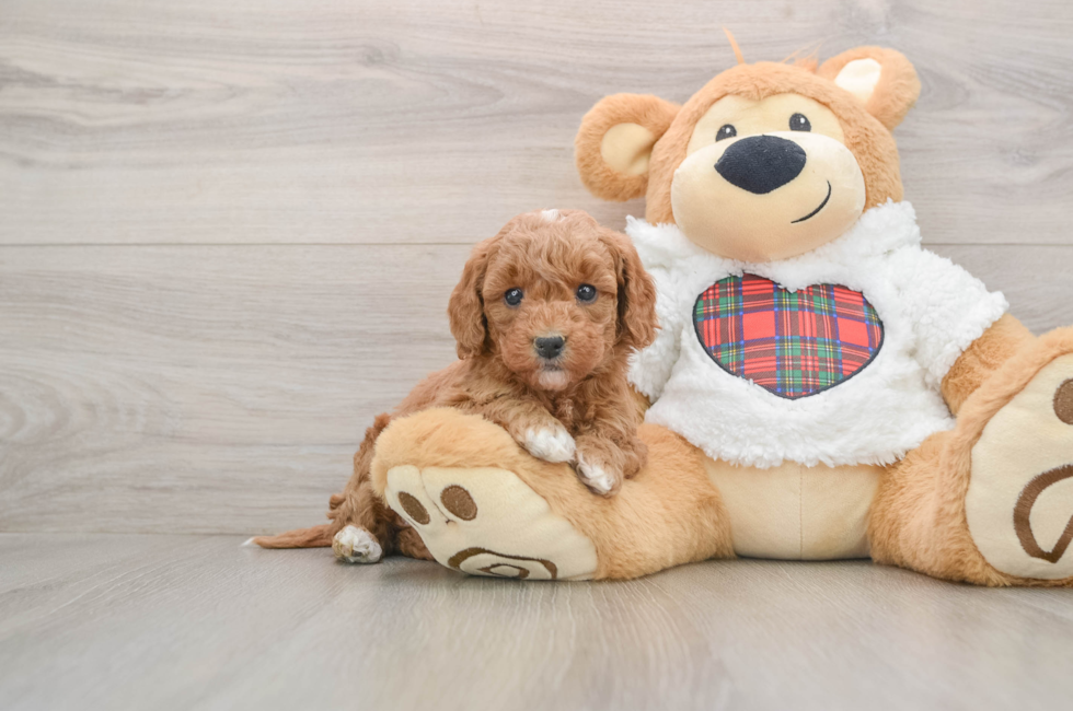 5 week old Mini Goldendoodle Puppy For Sale - Lone Star Pups