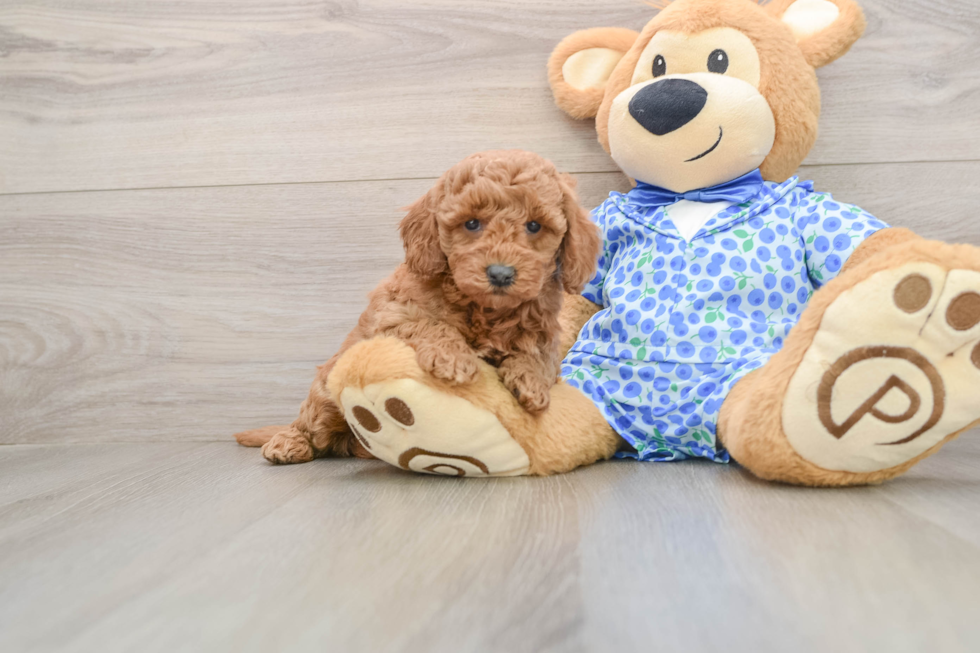 Fluffy Mini Goldendoodle Poodle Mix Pup