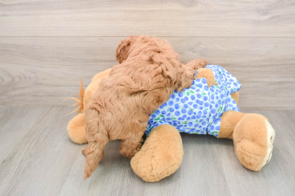 Small Mini Goldendoodle Baby