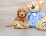 7 week old Mini Goldendoodle Puppy For Sale - Lone Star Pups