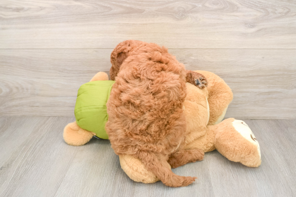 Petite Mini Goldendoodle Poodle Mix Pup