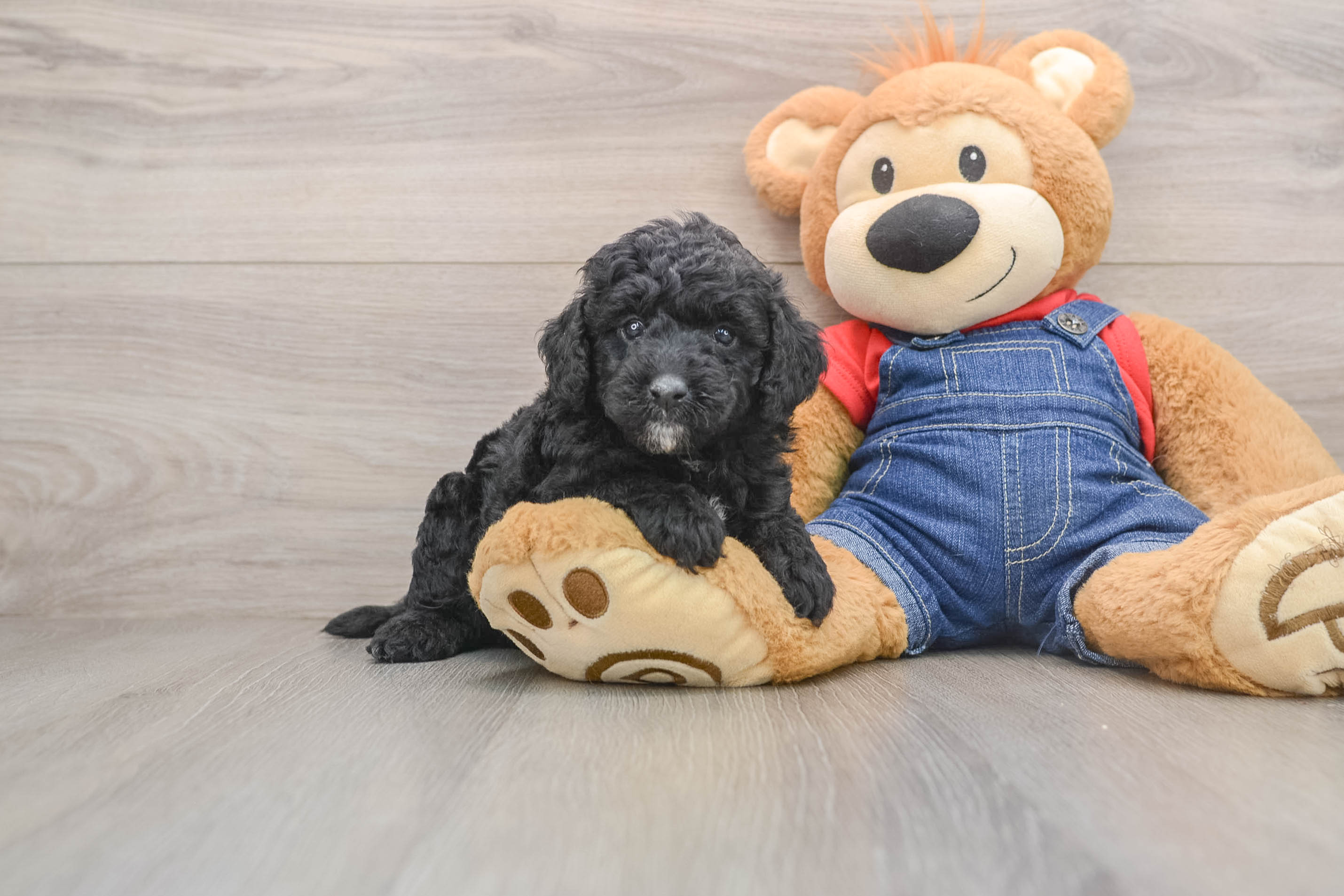 Sweet Mini Goldendoodle Baby