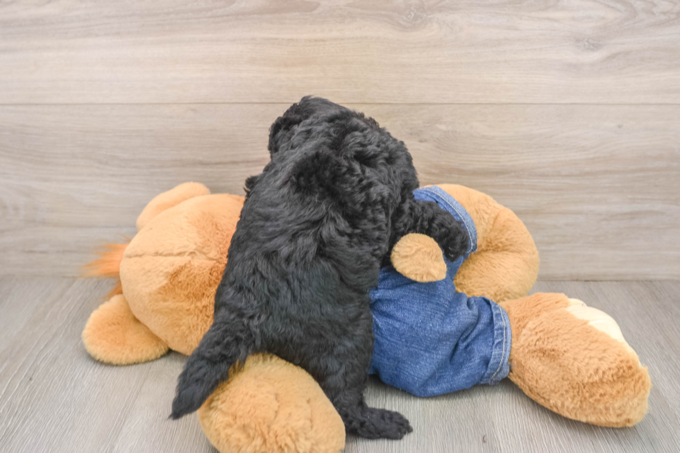 Friendly Mini Goldendoodle Baby