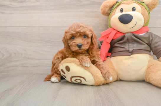 Fluffy Mini Goldendoodle Poodle Mix Pup