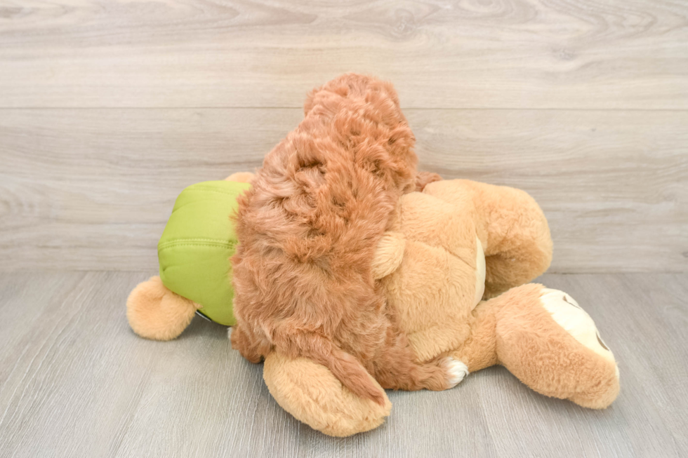 Hypoallergenic Mini Goldiepoo Poodle Mix Puppy