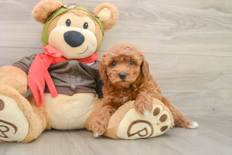Mini Goldendoodle Puppy for Adoption