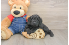 Happy Mini Goldendoodle Baby